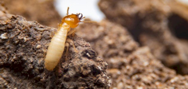 مكافحة الرمة في السيب | أفضل شركة معالجة الرمة في السيب – شركة المحمود